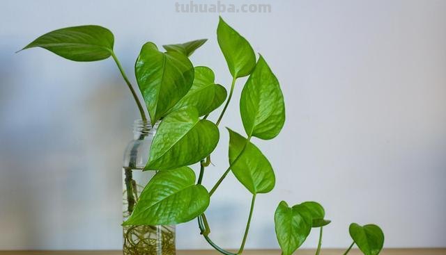 室内养绿萝,记住几个“小细节”,叶片油光锃亮,藤条垂满盆