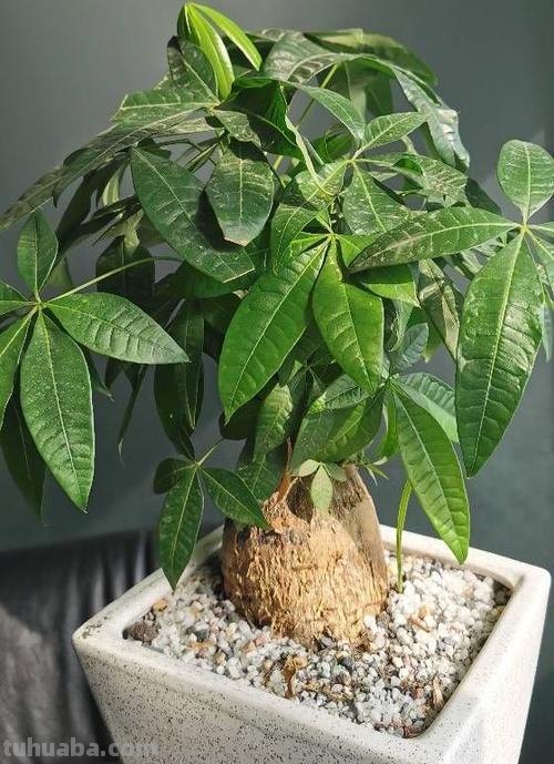 室内盆栽发财树,掌握几个“关键点”,枝叶繁茂根系壮,都能养好