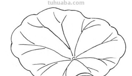 荷叶怎么画简笔画图片 怎样画荷花荷叶？
