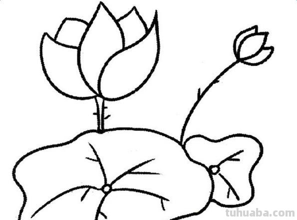 荷叶怎么画简笔画图片 怎样画荷花荷叶？