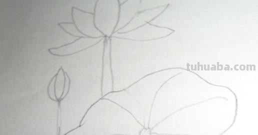 荷叶怎么画简笔画图片 怎样画荷花荷叶？