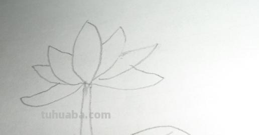 荷叶怎么画简笔画图片 怎样画荷花荷叶？