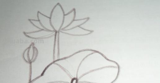 荷叶怎么画简笔画图片 怎样画荷花荷叶？