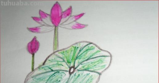荷叶怎么画简笔画图片 怎样画荷花荷叶？
