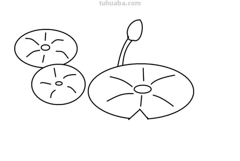 荷叶怎么画简笔画图片 怎样画荷花荷叶？