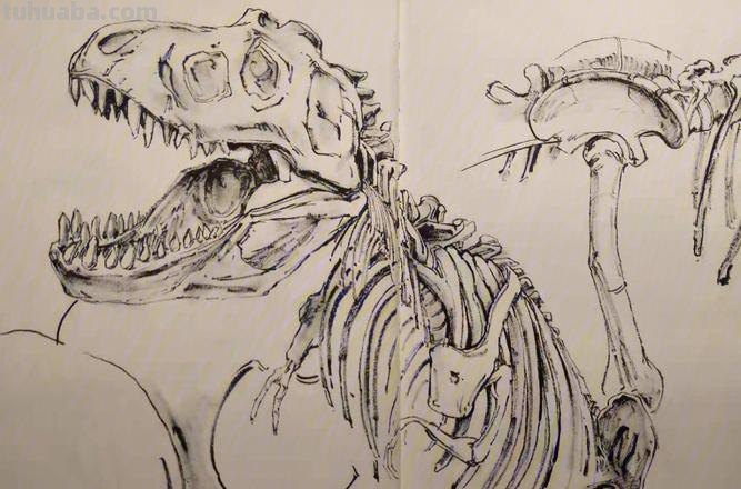 k恐龙速写 恐龙画画？