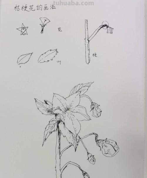 鲜花速写画技巧 如何快速画花?