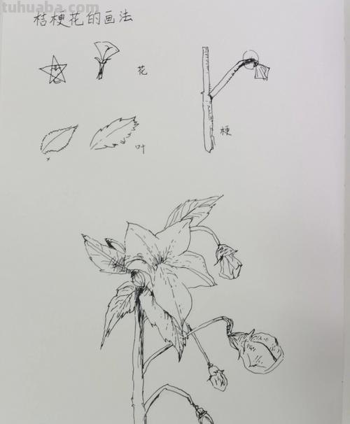 鲜花速写画技巧 如何快速画花?
