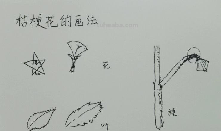 鲜花速写画技巧 如何快速画花?