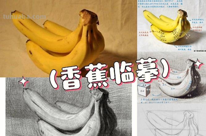 速写画技巧香蕉 学习素描香蕉的画法?