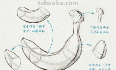 速写画技巧香蕉 学习素描香蕉的画法？