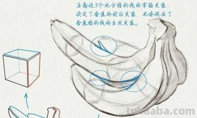 速写画技巧香蕉 学习素描香蕉的画法？