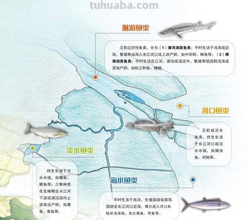 华农大学生为长江里的两百多种鱼绘制精美图鉴：可以用于科研辨认和收藏，画一条鱼需要观察十几条鱼