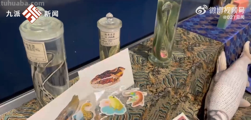 华农大学生为长江里的两百多种鱼绘制精美图鉴：可以用于科研辨认和收藏，画一条鱼需要观察十几条鱼
