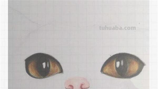 用彩铅画的小猫怎么画 彩色铅笔画可爱的小猫咪的教程详细步骤？