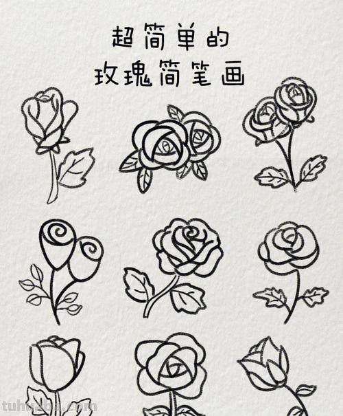 简笔画玫瑰花怎么画 如何画简单的玫瑰花？