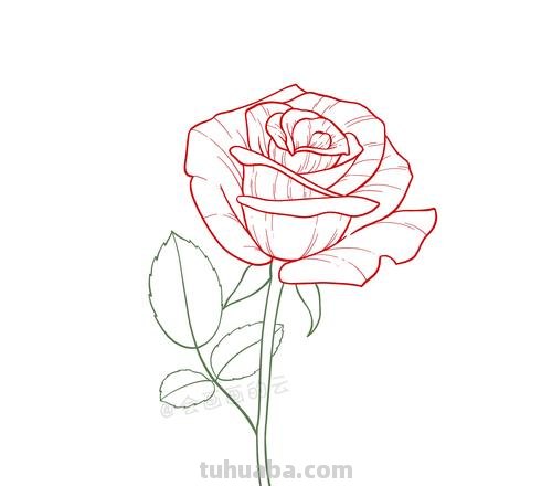 简笔画玫瑰花怎么画 如何画简单的玫瑰花？