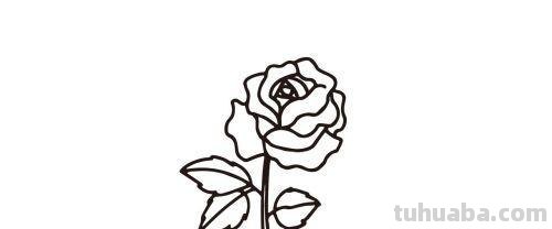 月季花怎么画简笔画 简笔画月季花的画法？