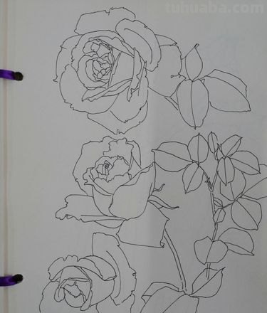 月季花怎么画简笔画 简笔画月季花的画法？