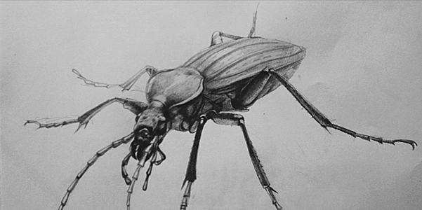 昆虫速写画技巧 铅笔素描画昆虫简单？
