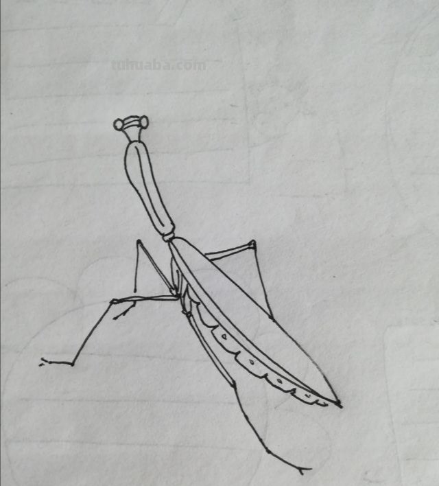 昆虫速写画技巧 铅笔素描画昆虫简单？