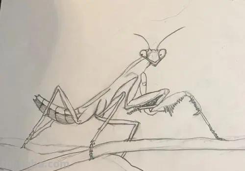 昆虫速写画技巧 铅笔素描画昆虫简单？