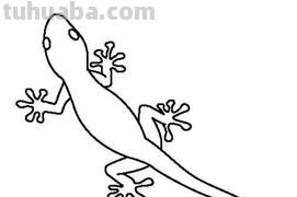 壁虎怎么画简笔画图片 如何画小壁虎的简笔画? 壁虎怎么画简笔画图片 如何画小壁虎的简笔画?