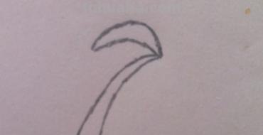 椰子树怎么画简笔画 儿童简单水彩画海边? 椰子树怎么画简笔画 儿童简单水彩画海边?