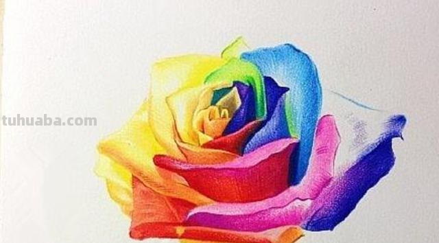 用彩铅画浪漫玫瑰怎么画 彩铅画玫瑰花教程？
