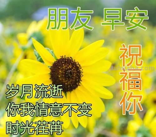 创意唯美的早上好动画祝福图片 好看的免打字聊天的早安问候图片