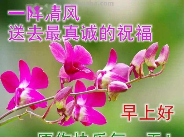 创意唯美的早上好动画祝福图片 好看的免打字聊天的早安问候图片