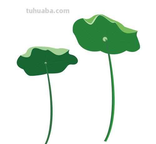 荷叶色彩图及荷叶色彩图片 