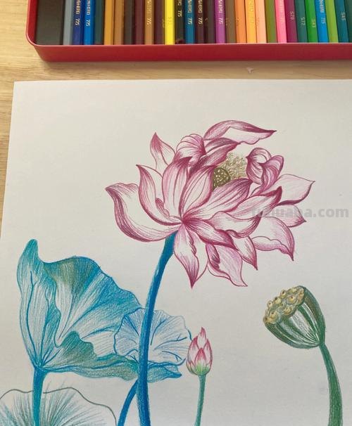 用彩铅画花深浅怎么画 4开纸荷花彩铅画？
