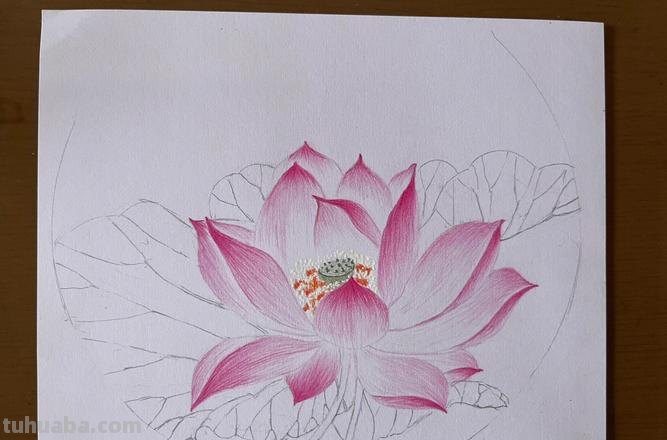 用彩铅画花深浅怎么画 4开纸荷花彩铅画？
