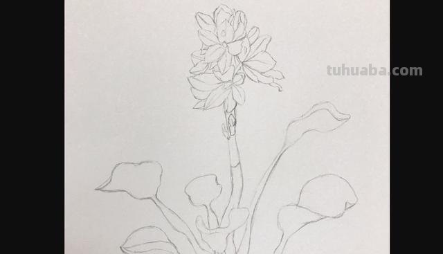 用彩铅画花深浅怎么画 4开纸荷花彩铅画？
