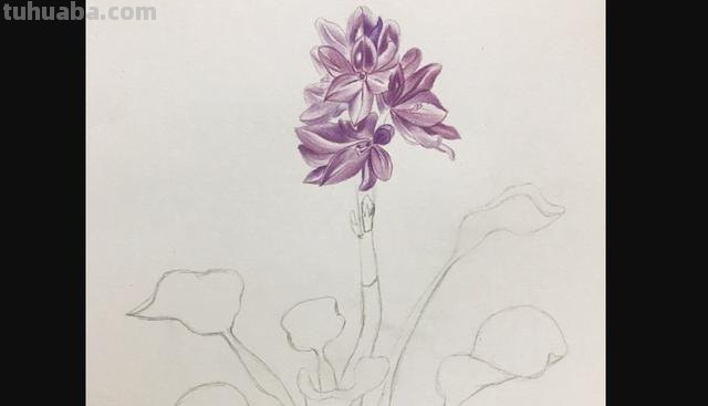 用彩铅画花深浅怎么画 4开纸荷花彩铅画？