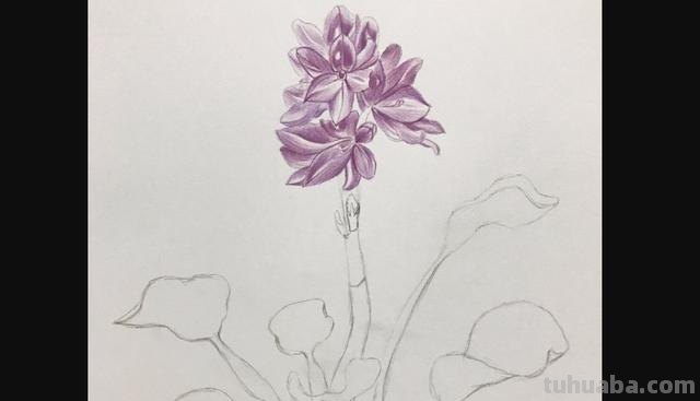 用彩铅画花深浅怎么画 4开纸荷花彩铅画？