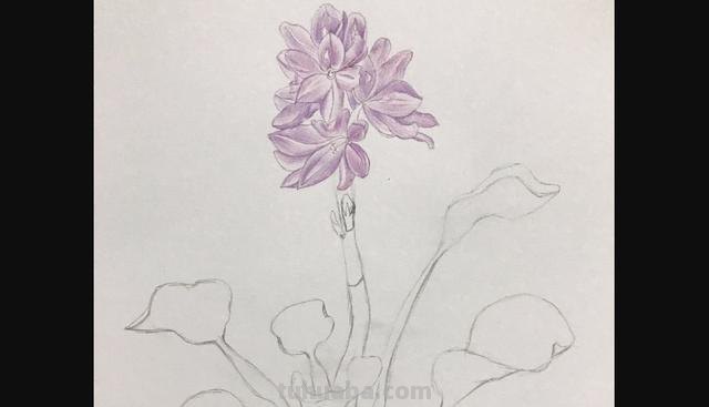 用彩铅画花深浅怎么画 4开纸荷花彩铅画？