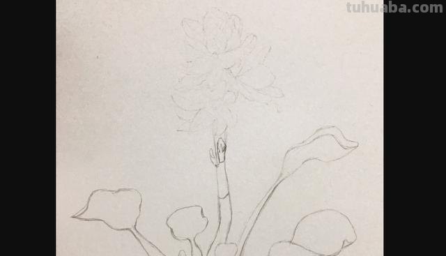 用彩铅画花深浅怎么画 4开纸荷花彩铅画？