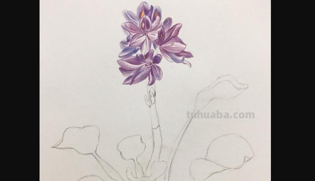 用彩铅画花深浅怎么画 4开纸荷花彩铅画？