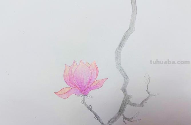 玉兰整株彩铅画怎么画 如何用彩铅画树？