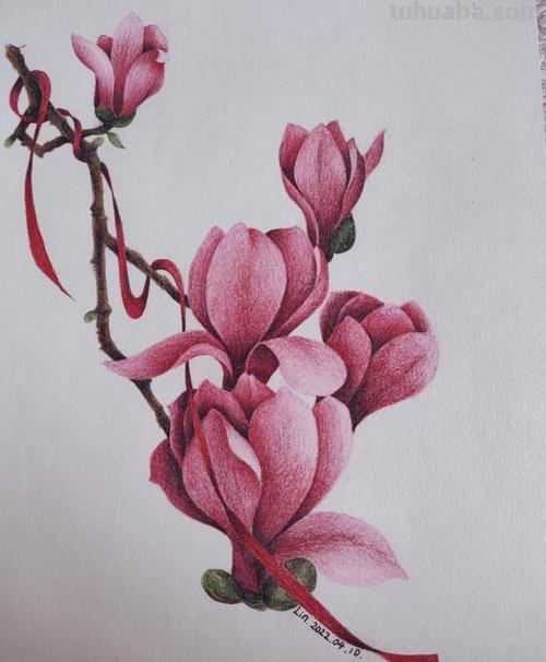 玉兰整株彩铅画怎么画 如何用彩铅画树？