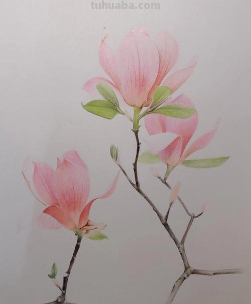 玉兰整株彩铅画怎么画 如何用彩铅画树？
