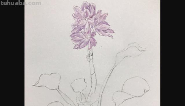 玉兰整株彩铅画怎么画 如何用彩铅画树？