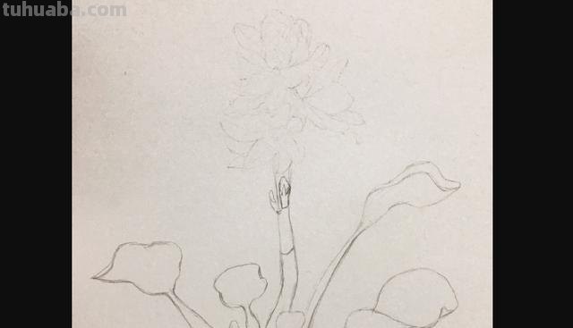 玉兰整株彩铅画怎么画 如何用彩铅画树？