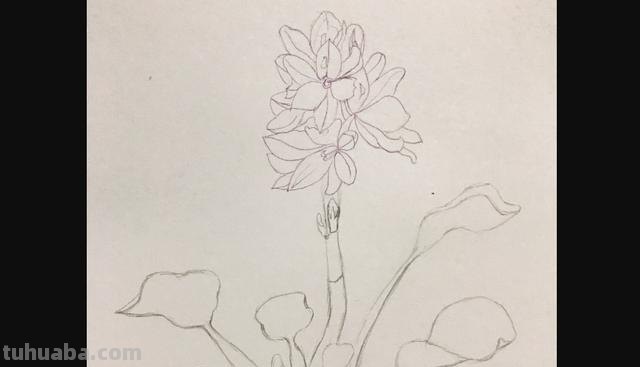 玉兰整株彩铅画怎么画 如何用彩铅画树？