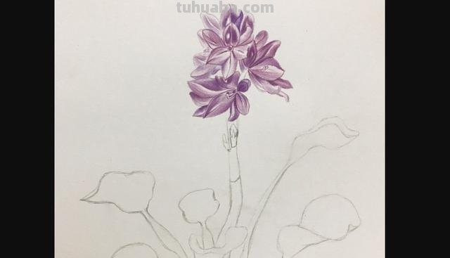 玉兰整株彩铅画怎么画 如何用彩铅画树？
