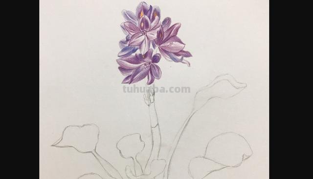 玉兰整株彩铅画怎么画 如何用彩铅画树？