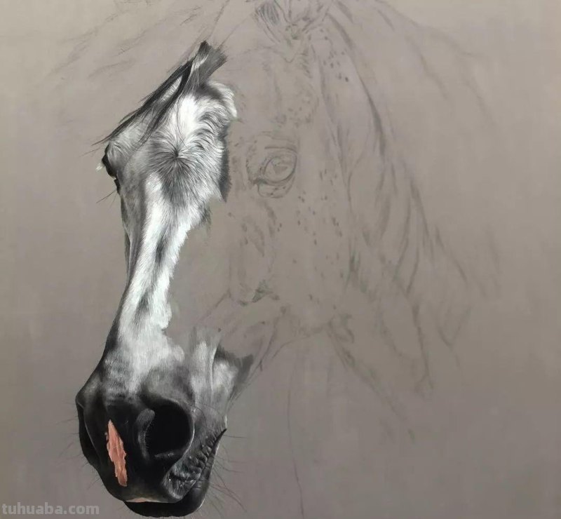 这位艺术家用彩铅画出来的马，张张都是窒息之美