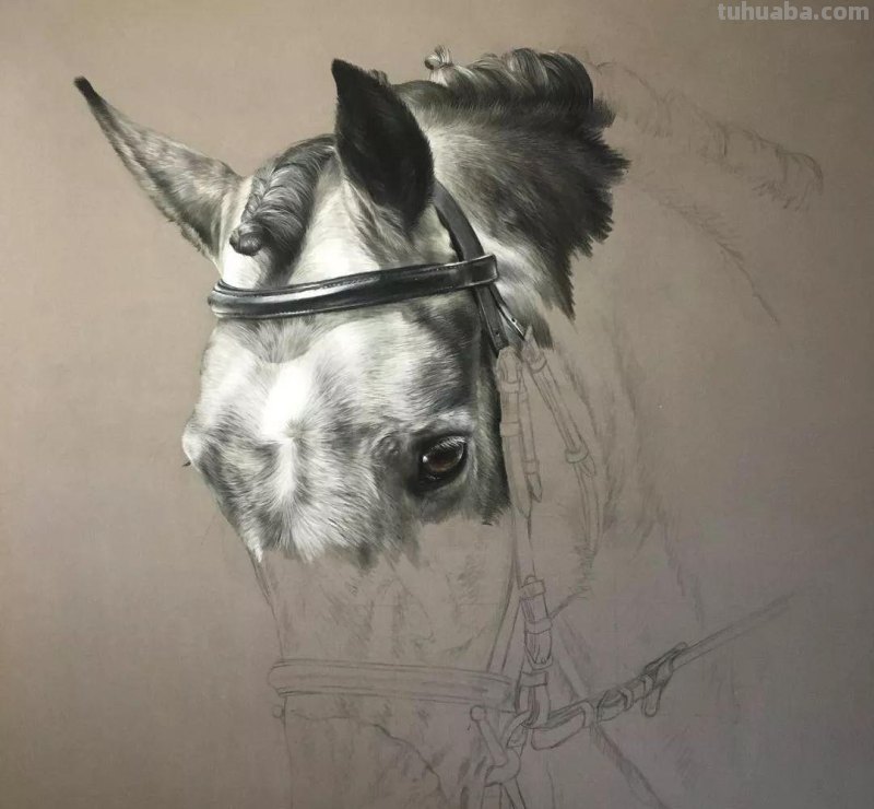 这位艺术家用彩铅画出来的马，张张都是窒息之美